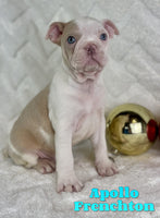 Apollo Male ICA Frenchton $1525