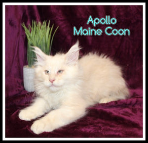Maine Coon