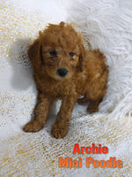 Archie Male AKC Mini Poodle $795