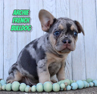 Archie Male AKC French Bulldog $2500
