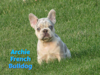 Archie Male French Bulldog $1950