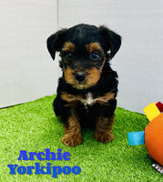 Archie Male Yorkipoo $795