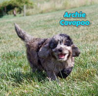 Archie Male F1 Cavapoo $850
