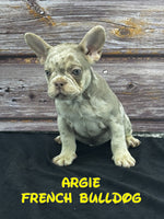 Argie Male AKC French Bulldog $1800