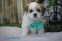 Asher Male Malshi $550