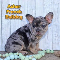 Asher Male AKC French Bulldog $2500