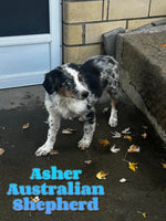 Asher Male Australian Shepherd $300