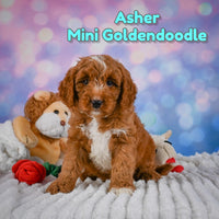 Asher Male Mini Goldendoodle $950