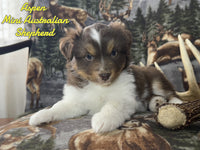 Aspen Female AKC Mini Australian Shepherd $1200