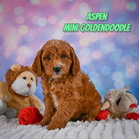 Aspen Male Mini Goldendoodle $950