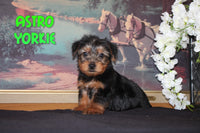 Astro Male Yorkshire Terrier $795