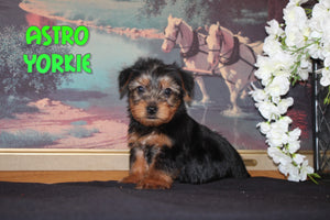 Yorkshire Terrier