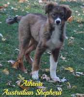 Athena Female Australian Shepherd $300