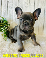 Augustus Male AKC French Bulldog $3000