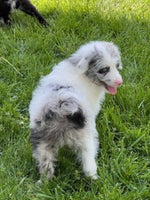 Mini Aussiedoodle
