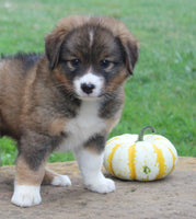 Australian Shepherd