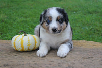 Australian Shepherd