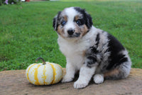 Australian Shepherd