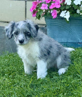 Mini Aussiepoo