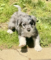Mini Aussiepoo