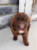 Aussiepoo