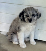 Mini Aussiepoo