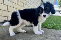 Mini Aussiepoo