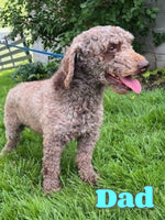 Timmy Male Aussiepoo $500