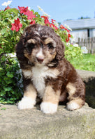 Mini Aussiepoo