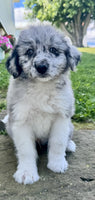 Mini Aussiepoo