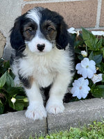 Mini Aussiepoo