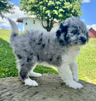 Mini Aussiepoo