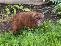 Aussiepoo