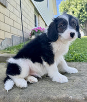 Mini Aussiepoo