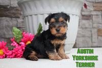 Austin Male Yorkshire Terrier $950