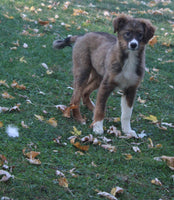 Australian Shepherd