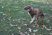 Australian Shepherd