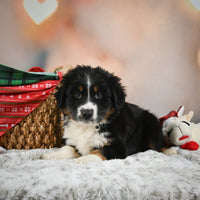 Australian Shepherd