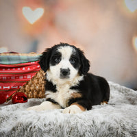 Australian Shepherd