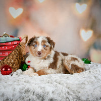 Australian Shepherd