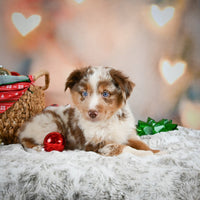 Australian Shepherd