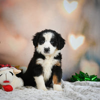 Australian Shepherd