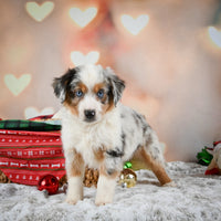 Australian Shepherd