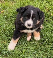 Australian Shepherd