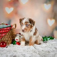 Australian Shepherd