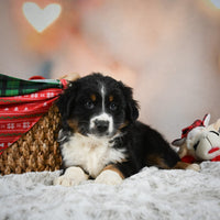 Australian Shepherd