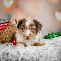 Australian Shepherd