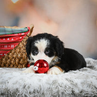 Australian Shepherd