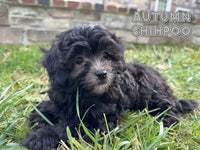 Autumn Female Shihpoo $950