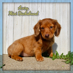 Mini Dachshund